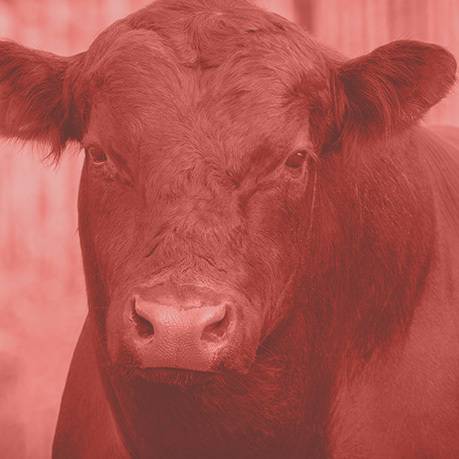 Cattle