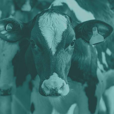 Dairy