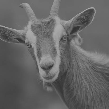 Goats