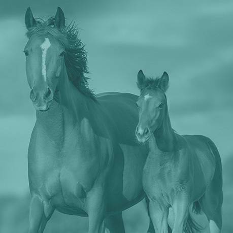 Equine