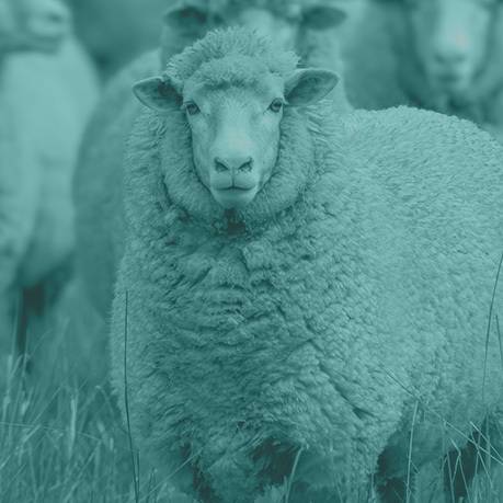 Sheep