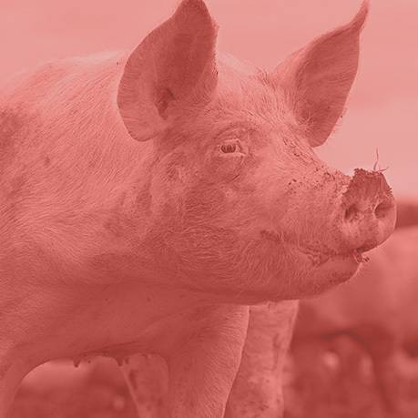 Swine